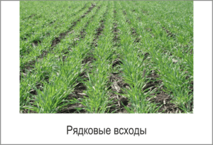 35 фит